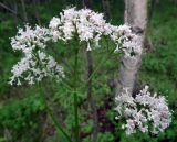 Valeriana sambucifolia