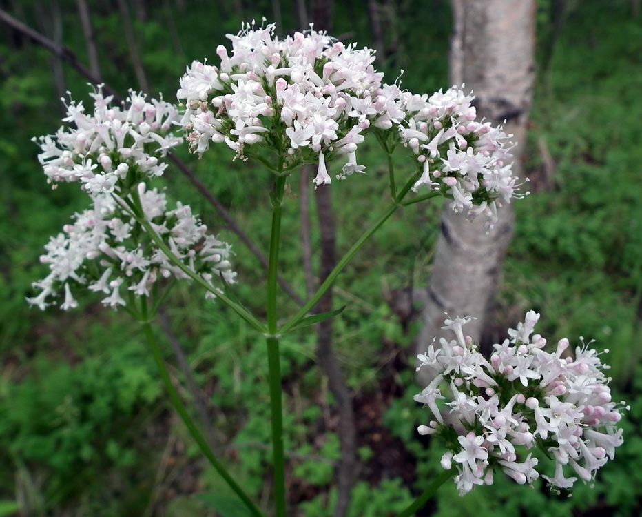 Image of Valeriana sambucifolia specimen.