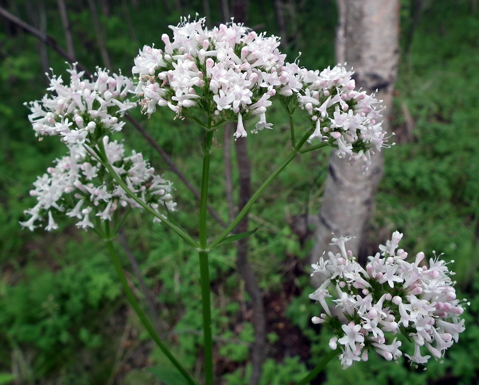 Изображение особи Valeriana sambucifolia.