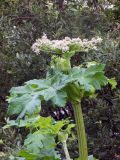 Heracleum sosnowskyi