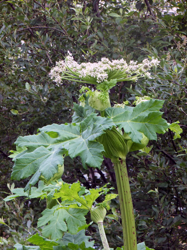 Изображение особи Heracleum sosnowskyi.