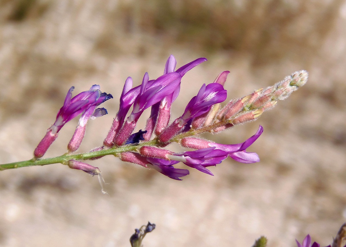 Image of Astragalus varius specimen.