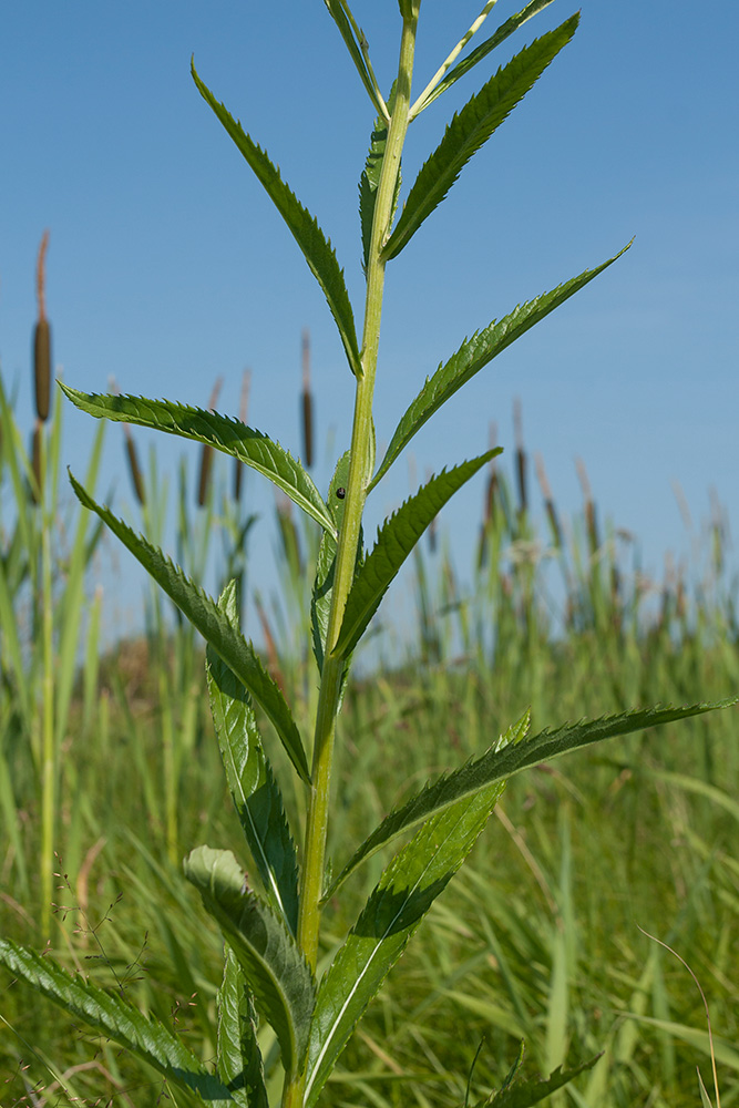 Image of Senecio paludosus specimen.