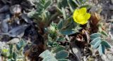 Potentilla orientalis