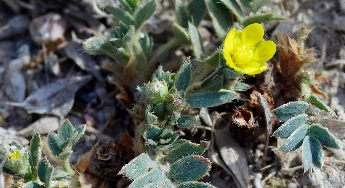 Image of Potentilla orientalis specimen.