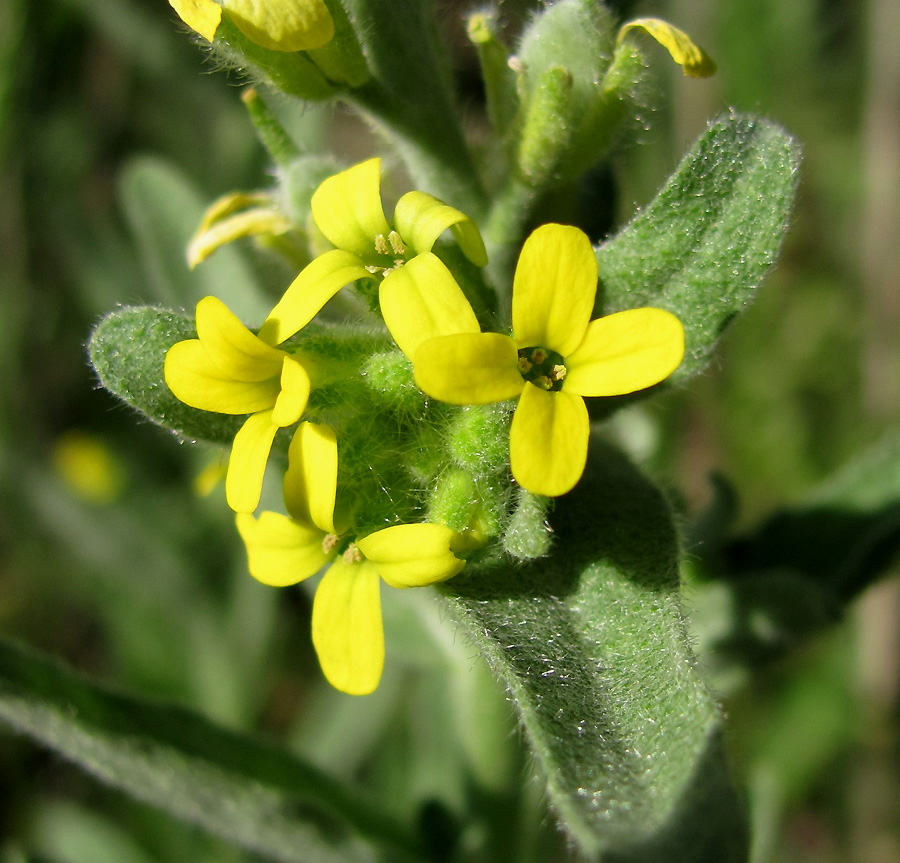 Изображение особи Fibigia eriocarpa.