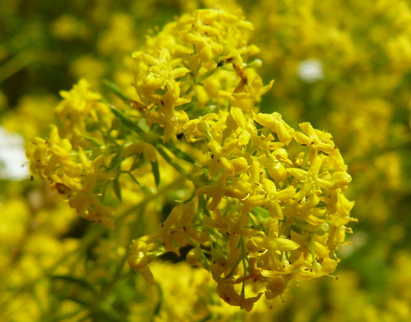 Image of Galium verum specimen.