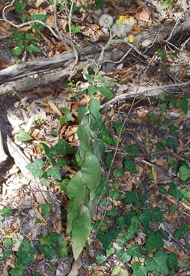 Image of Hieracium scabiosum specimen.