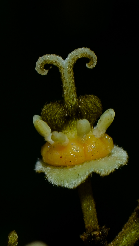 Image of Litchi chinensis specimen.