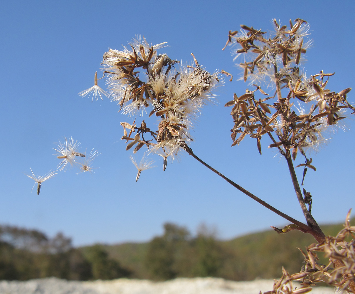 Image of Eupatorium cannabinum specimen.