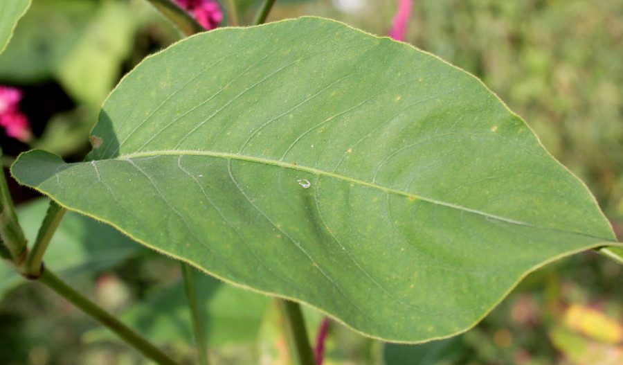 Image of Persicaria orientalis specimen.