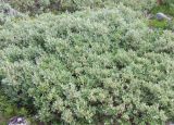 Salix glauca. Заросли на морском берегу. Кольский полуостров, Восточный Мурман, берег губы Дальнезеленецкая. 03.08.2009.