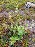 Betula × kusmisscheffii