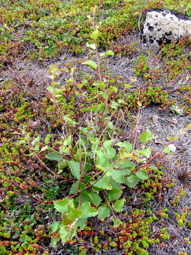 Image of Betula × kusmisscheffii specimen.