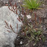 Rumex acetosella