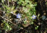 Gentiana squarrosa