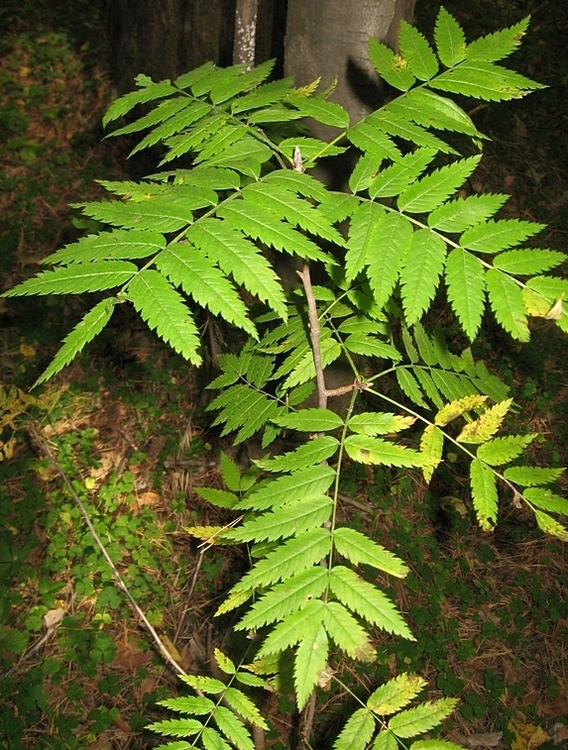 Image of Sorbus sibirica specimen.