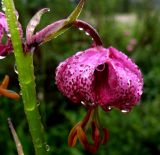 Lilium pilosiusculum