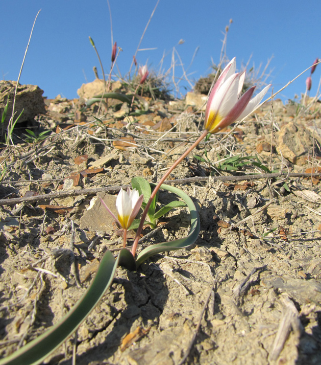 Изображение особи Tulipa biflora.