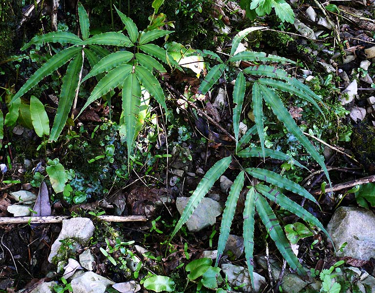 Image of Pteris cretica specimen.