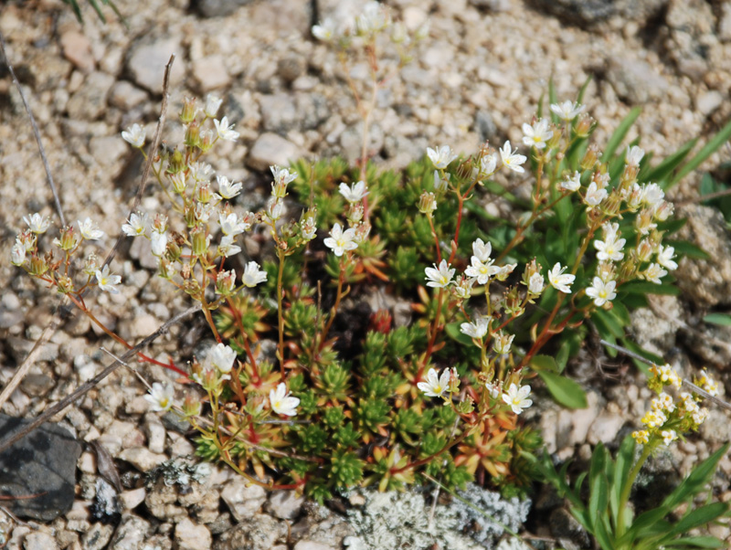 Изображение особи Saxifraga spinulosa.