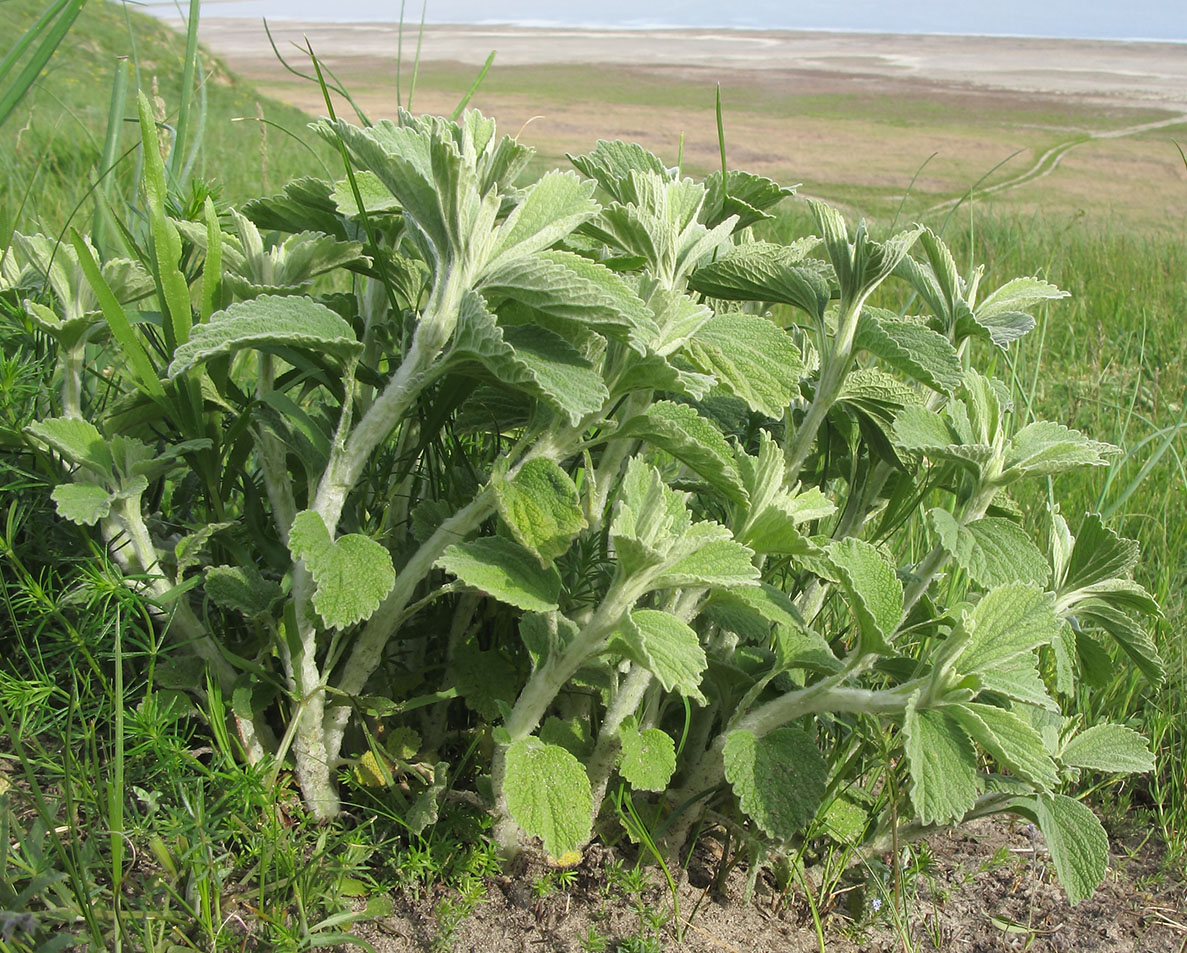 Image of Marrubium vulgare specimen.