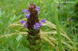 Prunella japonica. Соцветие. Приморский край, Уссурийский гор. округ, луг. 02.07.2008.