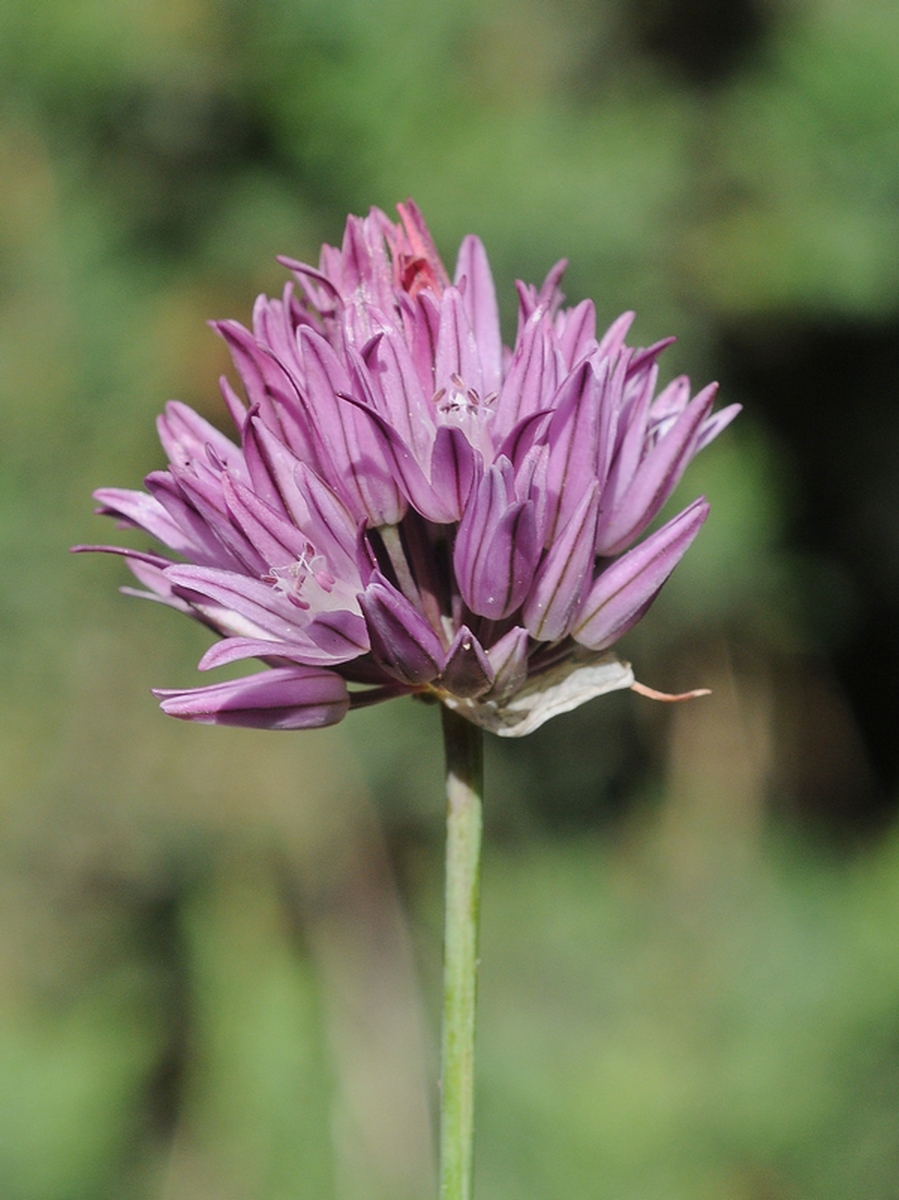 Изображение особи Allium heldreichii.