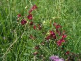 Lathyrus tuberosus