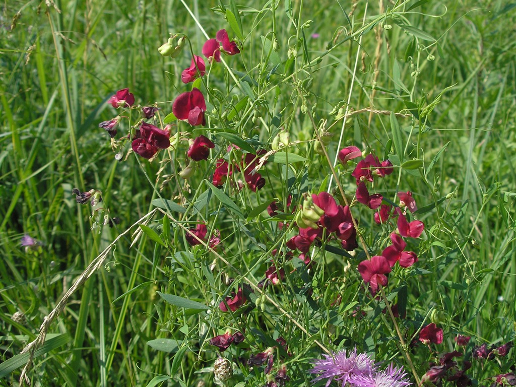 Image of Lathyrus tuberosus specimen.