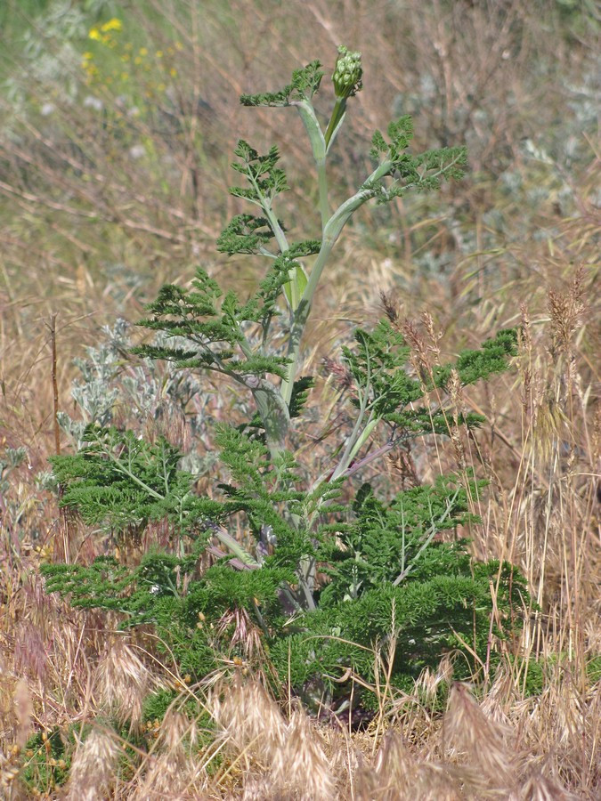 Image of Astrodaucus littoralis specimen.