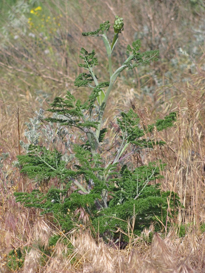 Изображение особи Astrodaucus littoralis.