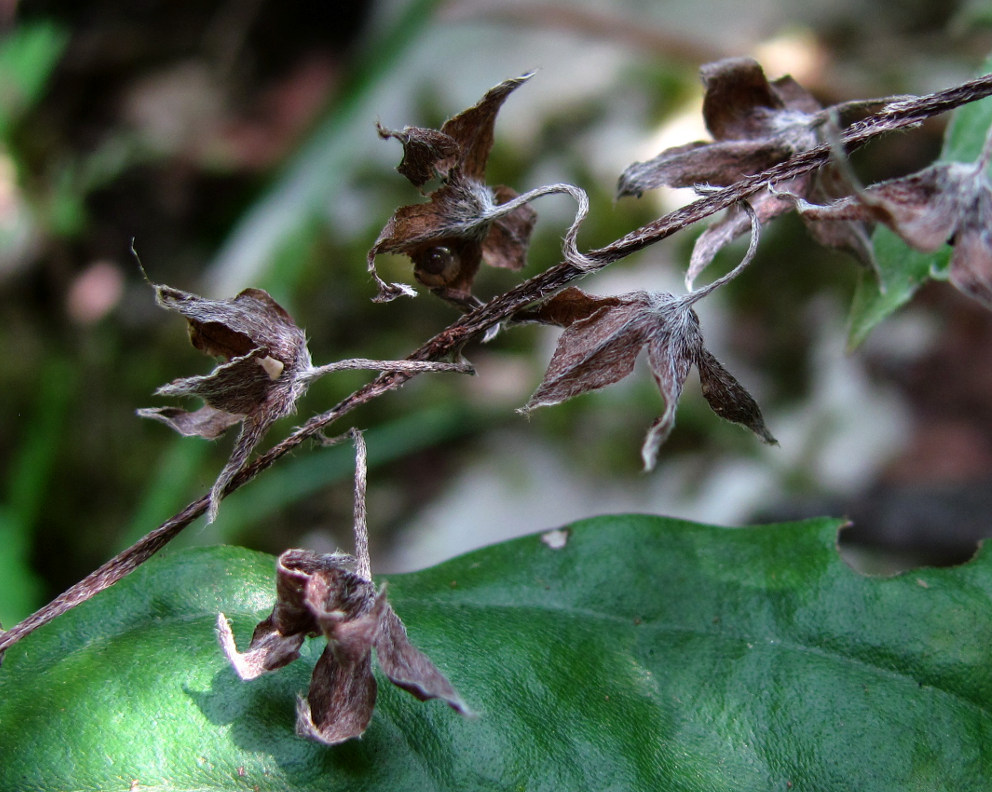 Изображение особи Omphalodes cappadocica.