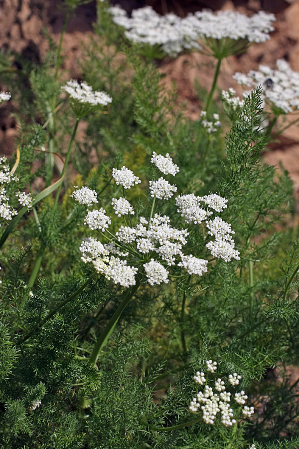 Image of Schrenkia golickeana specimen.