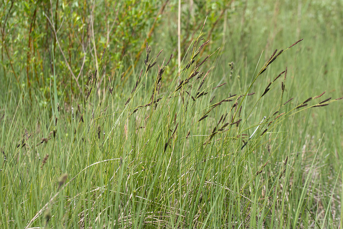 Изображение особи Carex juncella.