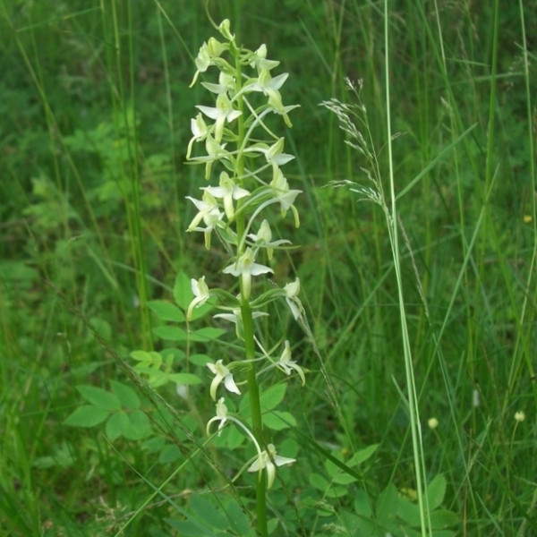 Image of Platanthera bifolia specimen.