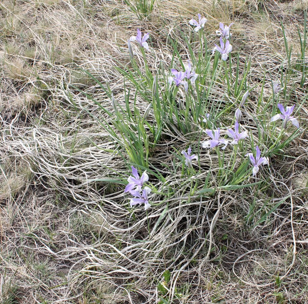 Image of Iris biglumis specimen.