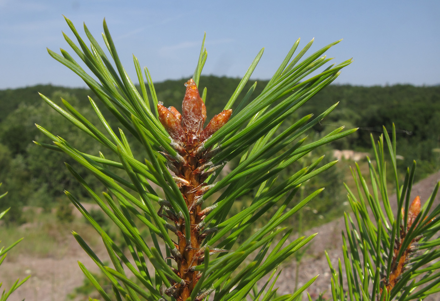 Изображение особи Pinus pallasiana.