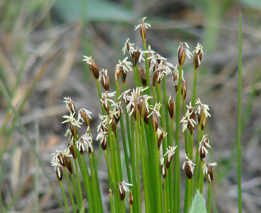 Изображение особи Trichophorum cespitosum.