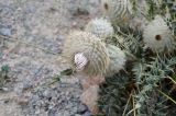 Olgaea nidulans