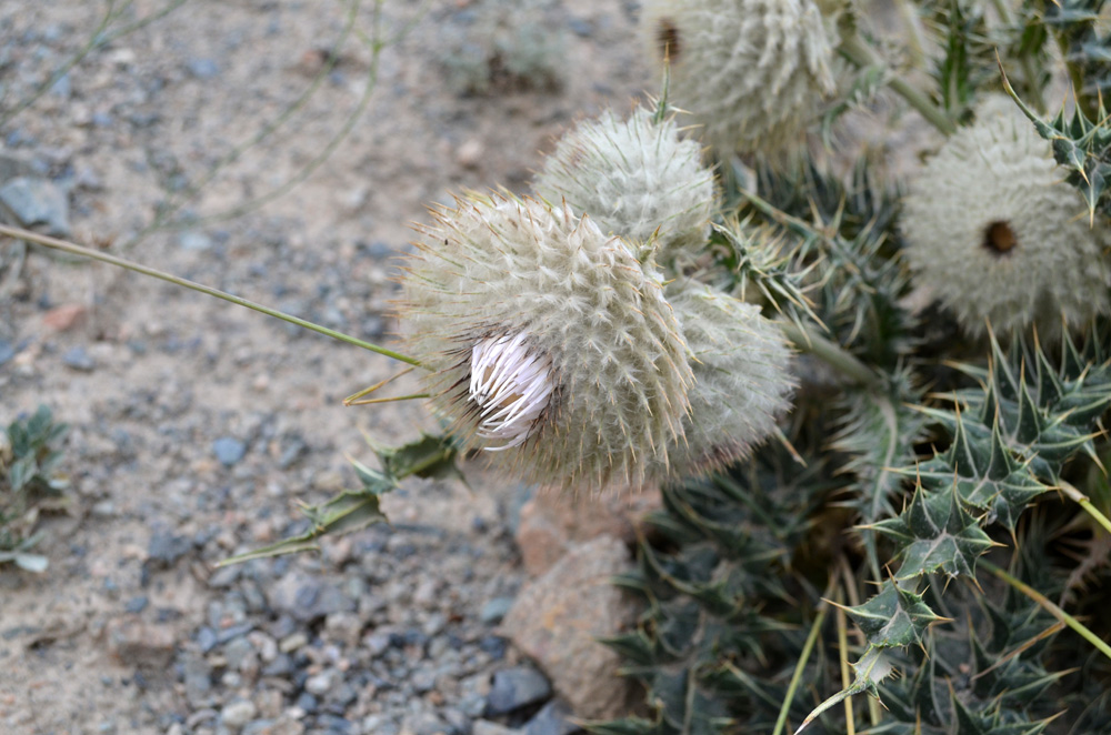 Image of Olgaea nidulans specimen.