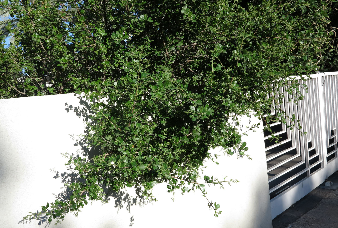 Image of Rhus laevigata specimen.