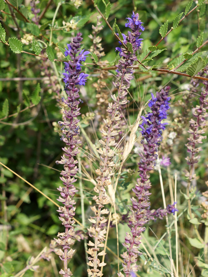 Изображение особи Salvia deserta.