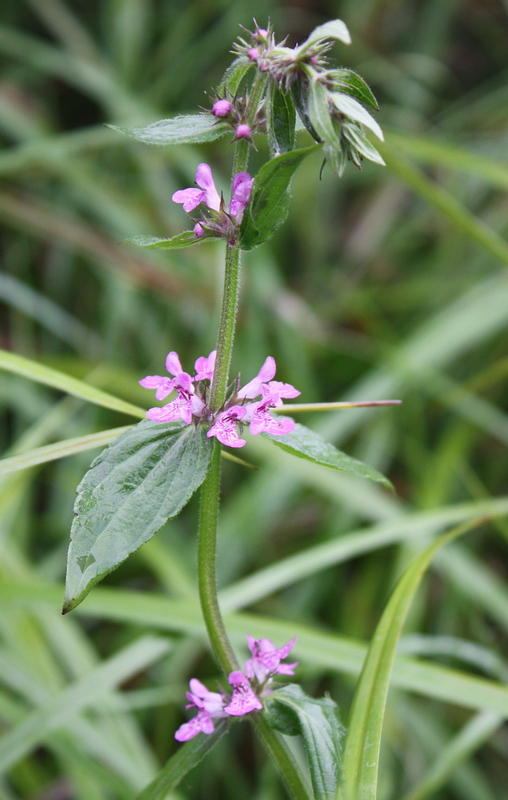 Image of Stachys palustris specimen.