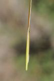 genus Stipa