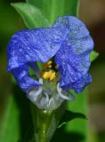 Commelina erecta