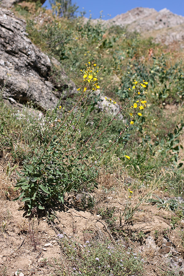 Image of Hieracium robustum specimen.