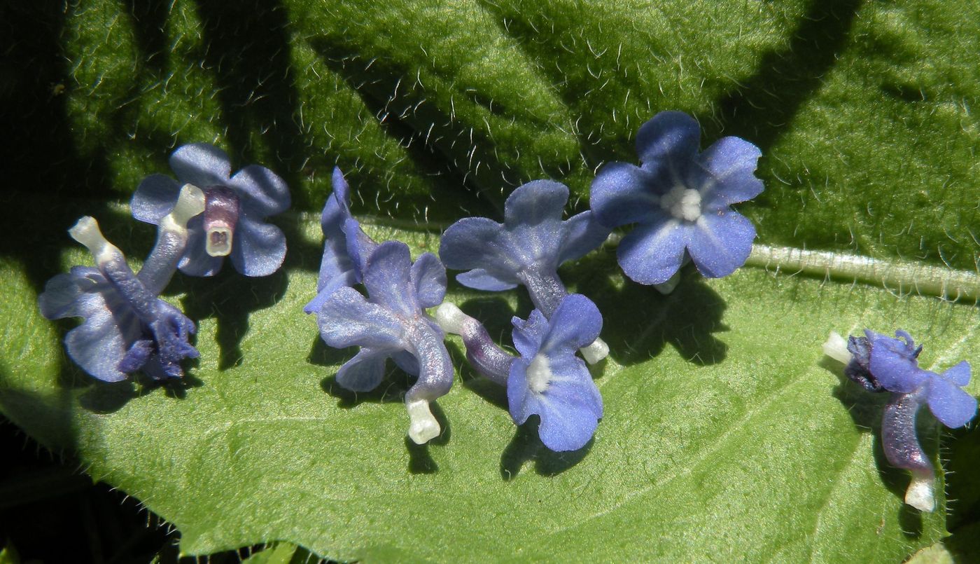 Image of Lycopsis orientalis specimen.