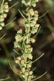 Artemisia abrotanum