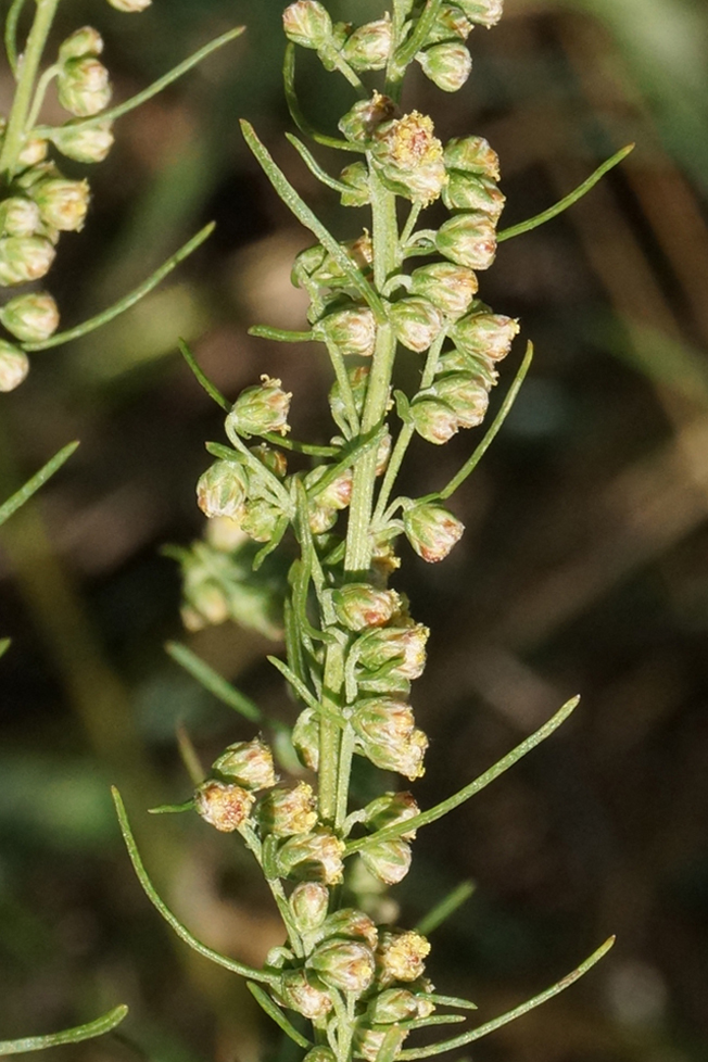 Image of Artemisia abrotanum specimen.